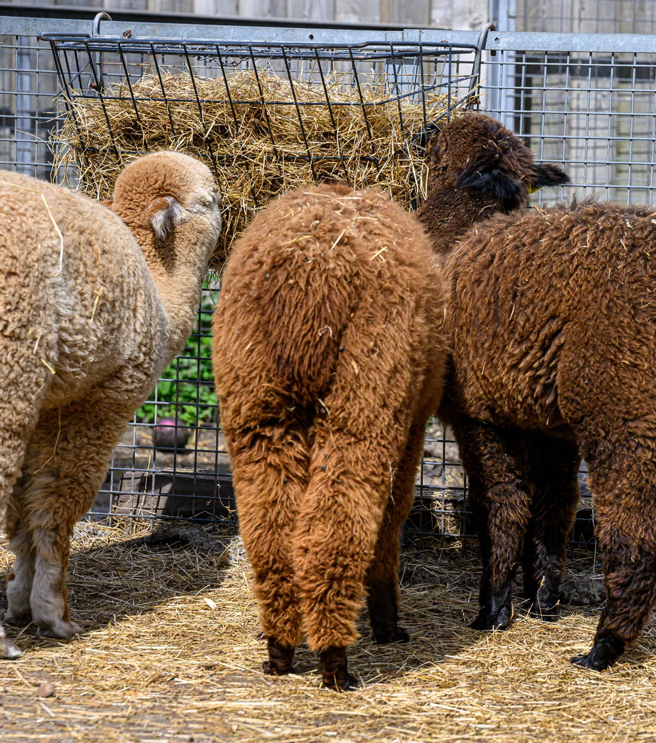 Vauxhall City Farm Family Fun Day at Covent Garden Fun Things to Do in London in Summer 2024